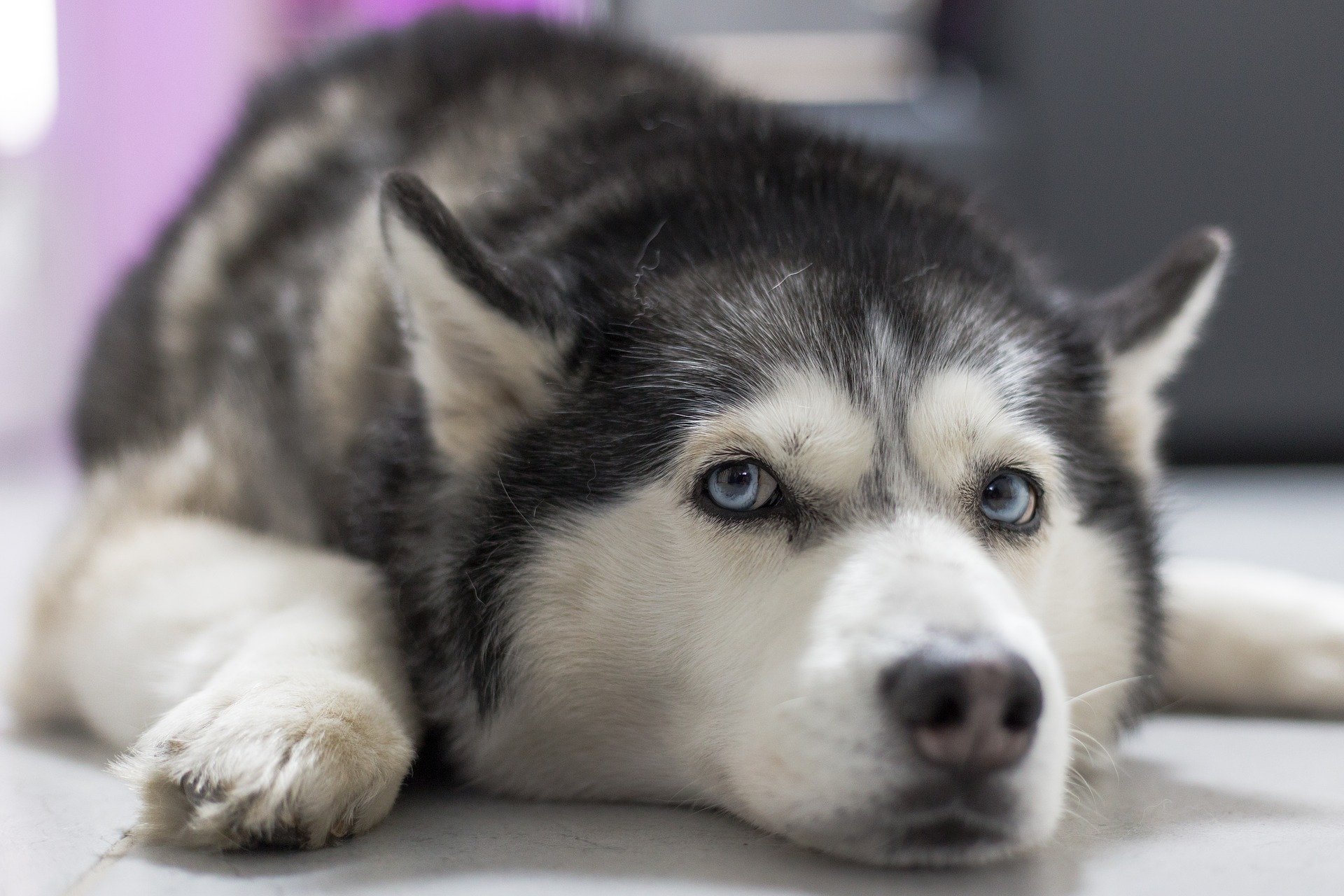 Goofy-Eyed Husky Rejected By Breeder...Is Now A Star