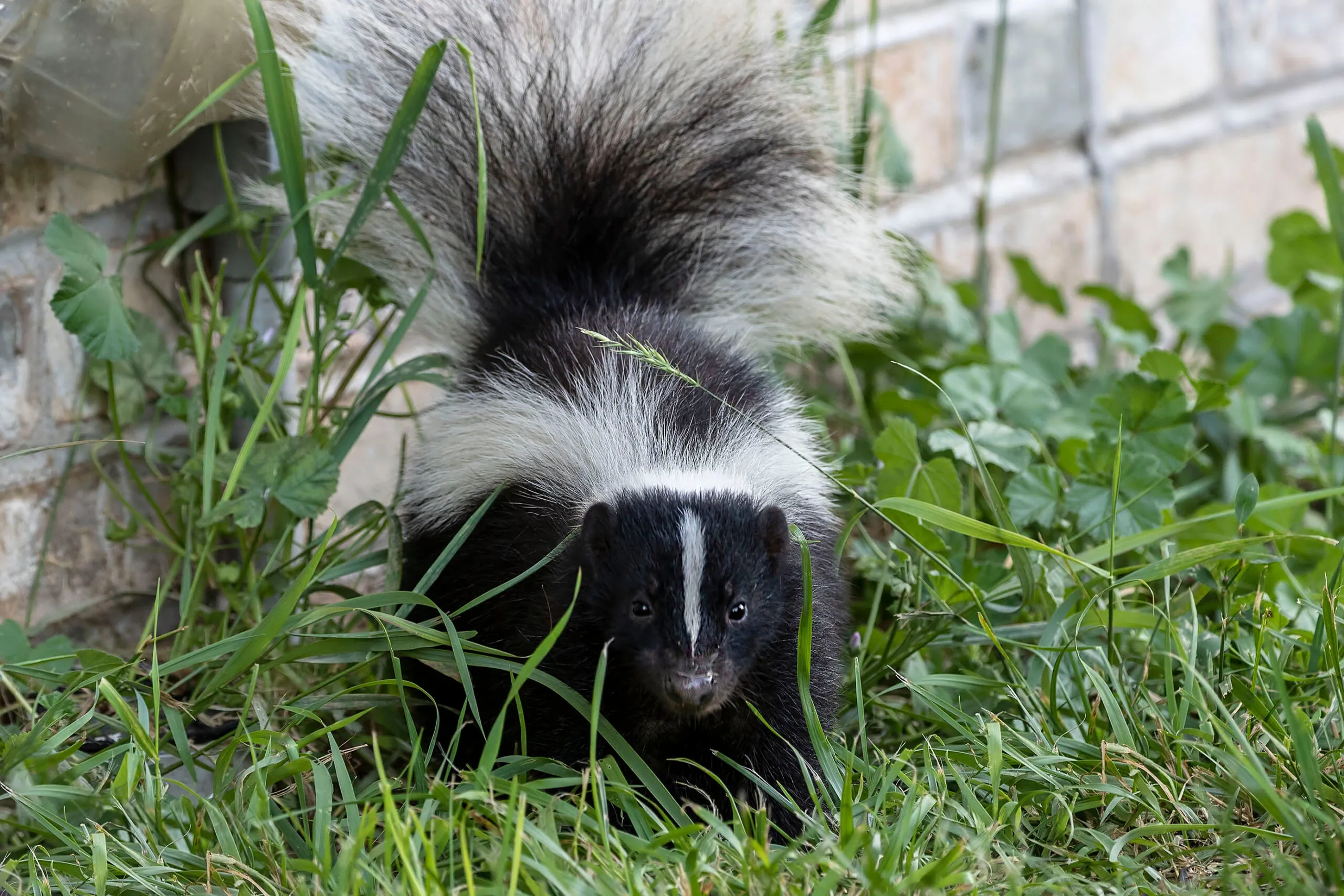 Skunk invades Browns stadium during game against Bucs