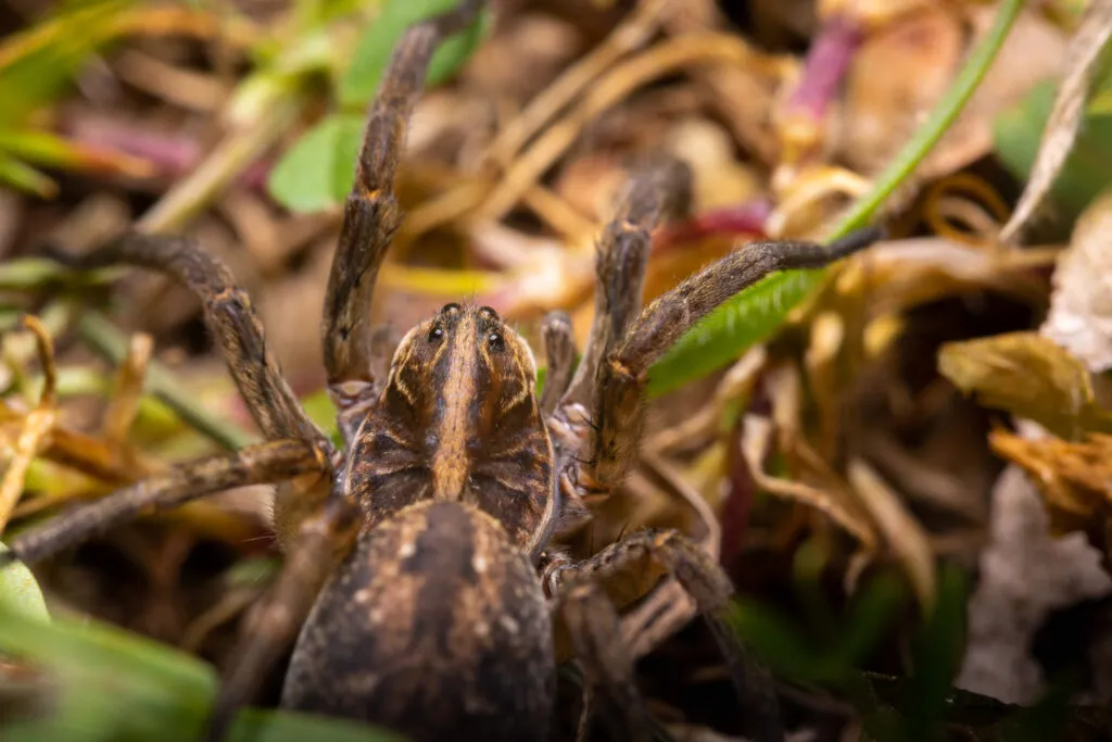 Huge Scary Looking Wolf Spider Invading North Carolina Homes