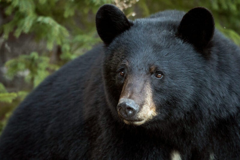 Mama Bear and Cubs Prompt Emergency Response In This North Carolina Town