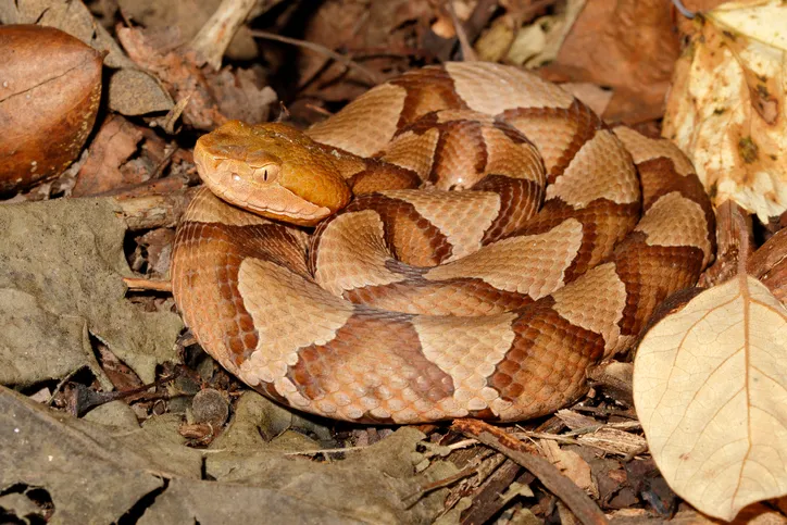 Copperhead snakes