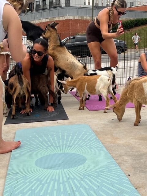 goat on a back and others gathered around in goat yoga