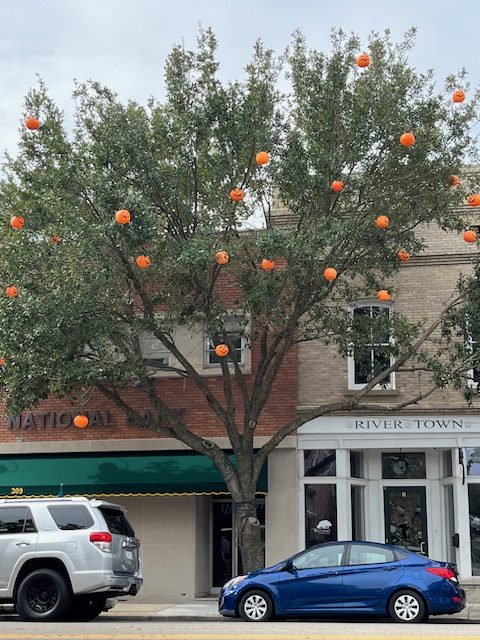 pumpkins in trees in Conway as the town becomes Halloween South Carolina